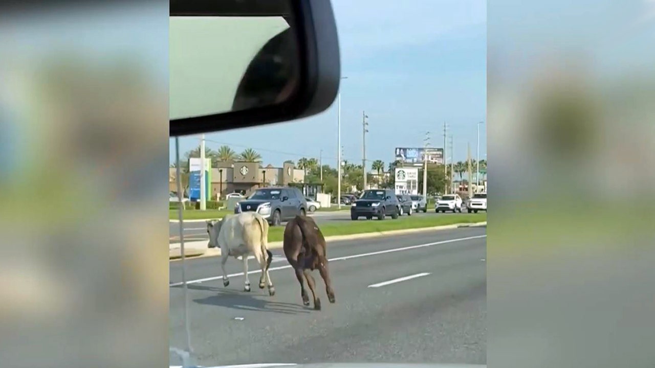 Cows escape trailer, race down busy stretch of U.S. 192 in Kissimmee