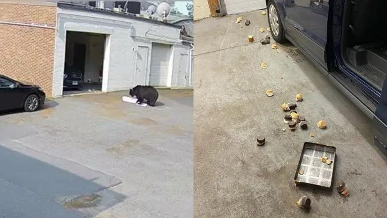 Connecticut bakery workers left terrified after hungry black bear barges in, steals 60 cupcakes - Vimarsana News
