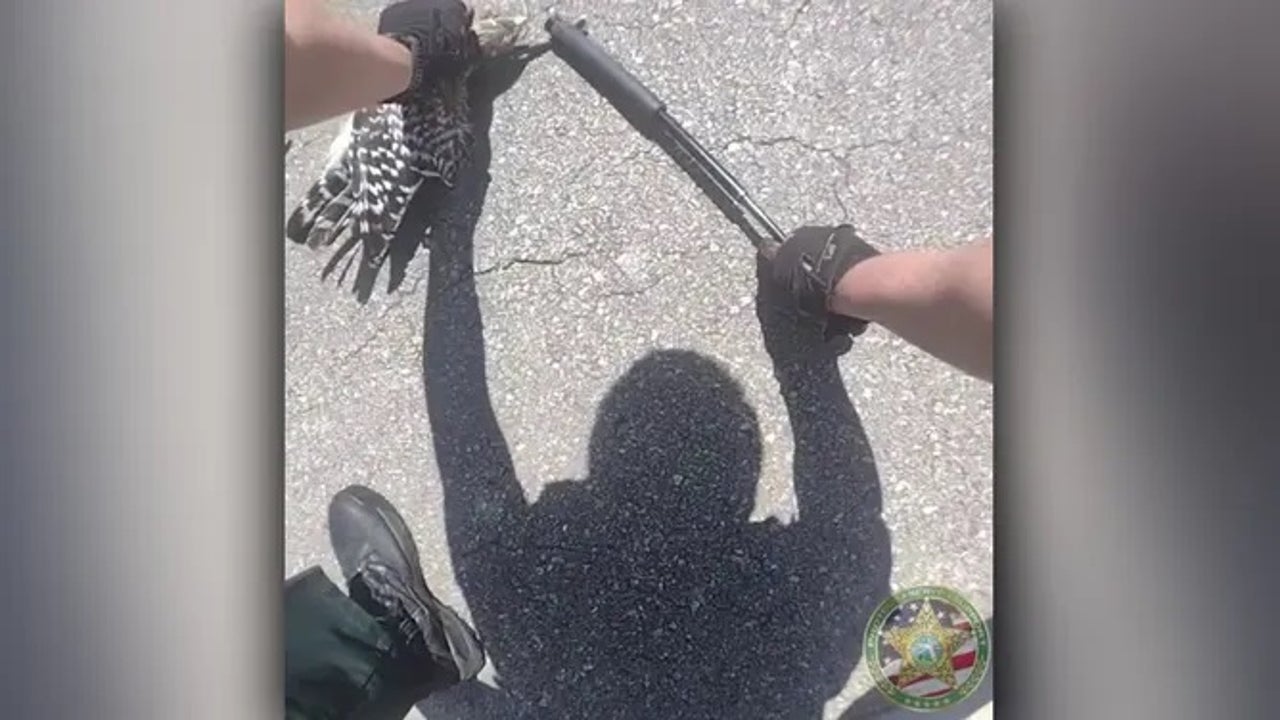 Watch: Florida deputies help hawk 'snake' his way out of deadly situation - Vimarsana News