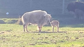 Rare white bison born at Wyoming state park