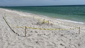 Sea turtle nesting season: Florida beachgoers warned to avoid disrupting nest sites