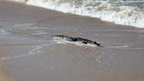 Alligator spotted on beach at Canaveral National Seashore