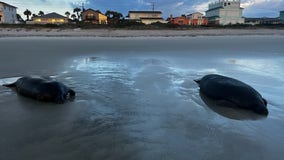 Mating manatees strand themselves on Florida beach, officials say