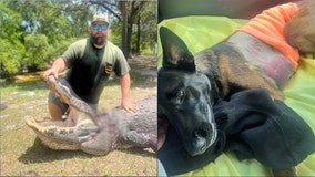 Explosives detection K-9 in Florida receiving care at UF following alligator attack
