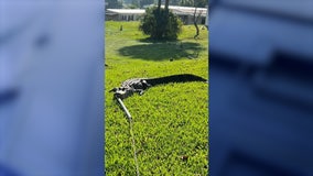 Photos: Florida trapper wrangles 10-foot gator woman found on her patio