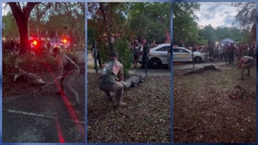 Video shows crowd screaming as Florida man wrangles, captures large alligator by elementary school