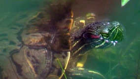 Turtles trapped in Winter Park concrete drainage pond
