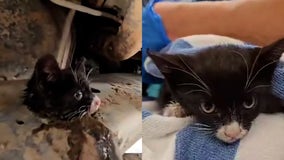 Watch: Tiny kitten rescued after getting head stuck in truck frame
