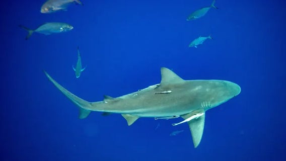 Experts explain why New Smyrna Beach leads the nation in shark bites