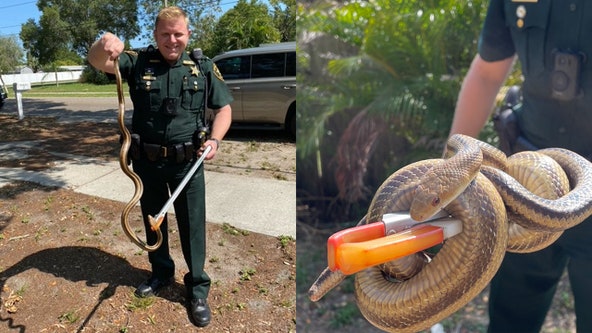 Deputies capture snake that slithered into Pinellas County home