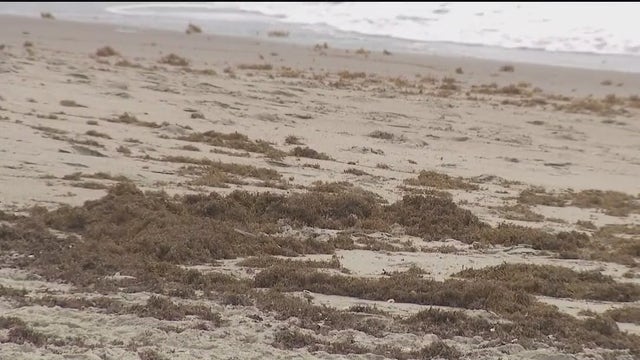 New report outlines 'flesh-eating bacteria' becoming more aggressive in Florida seaweed