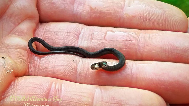 Florida photographer rescues one of the smallest snake species from residential pool