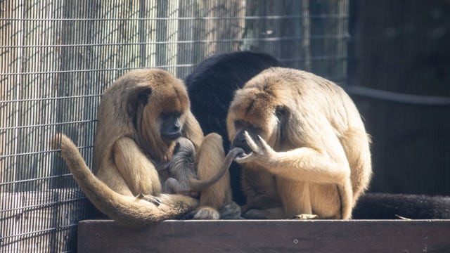 Adorable baby monkey born at Brevard County zoo