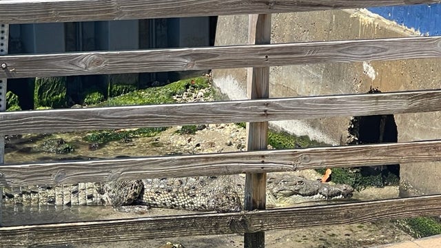 FWC monitoring American crocodile in Melbourne Beach; residents warned not to feed it
