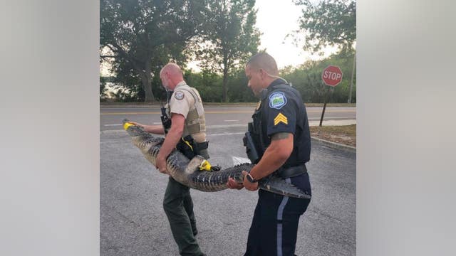 Large alligator found roaming around Pinellas Park Publix grocery store
