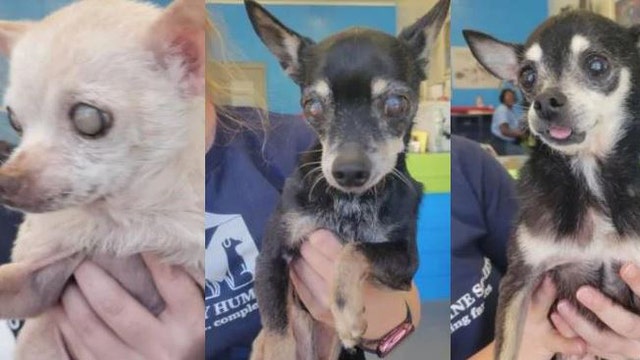 3 senior dogs find forever home in 'miracle' adoption