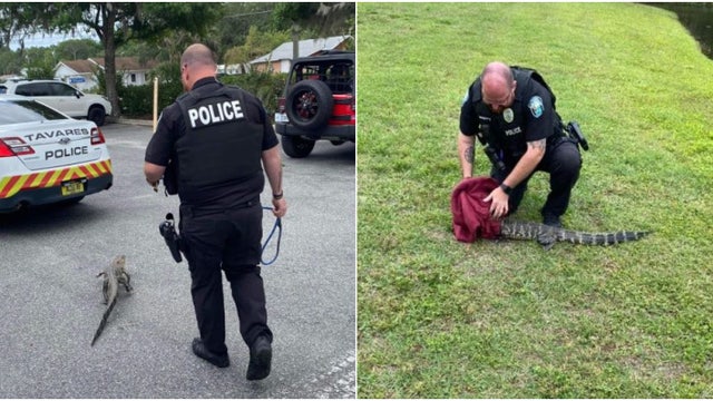 Photos: Florida police officer lassos lost alligator