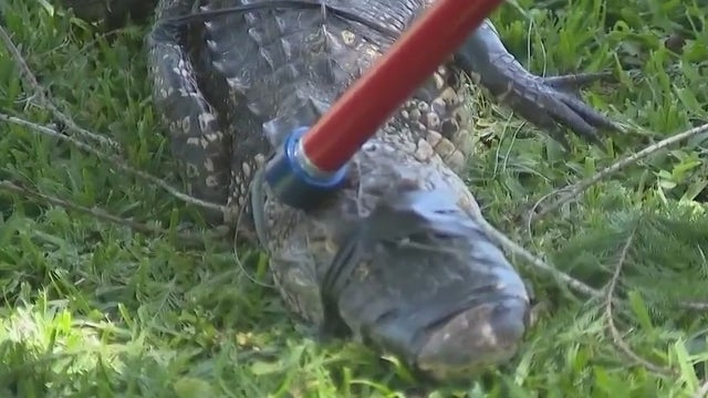 'Don't feel safe around this lake': Florida residents cautious after family pet killed by alligator