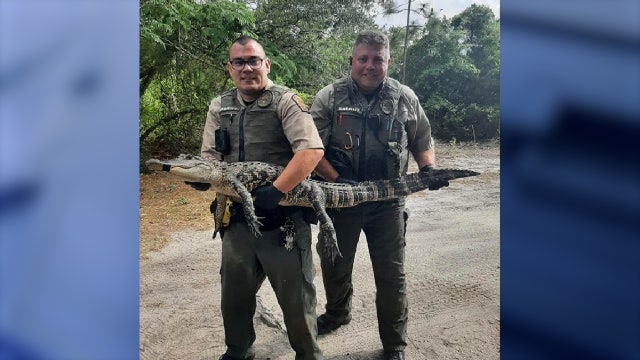 Alligator hides among donkeys to avoid capture, deputies say