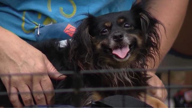 Kennel controversy: Breeder wants to open commercial kennel Orange County
