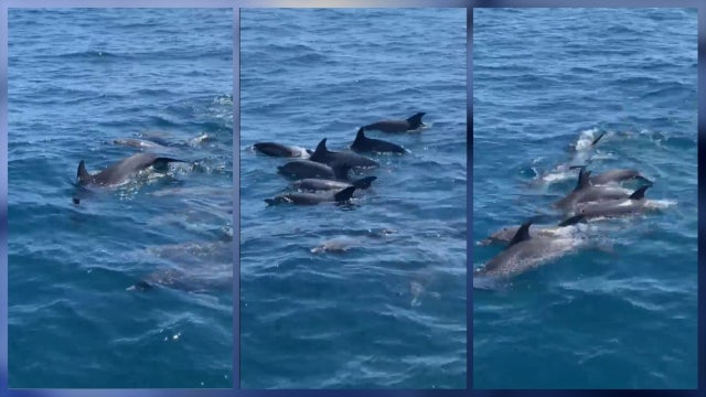 Video: Porpoises, great white shark put on show for Florida boaters