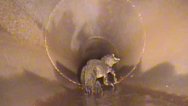 Wild video shows alligator roaming Florida stormwater pipe