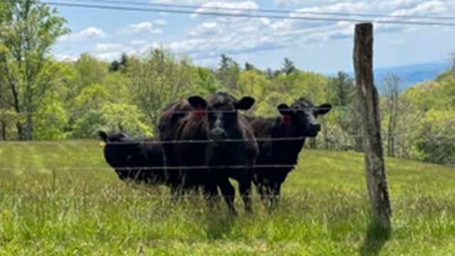 Herd of Cows aid North Carolina police pursuit, leading them 'directly' to suspect