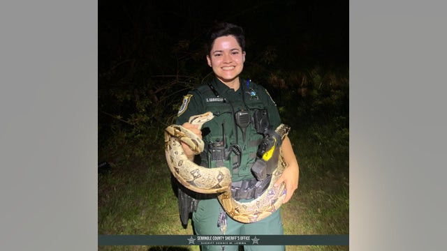 Seminole County deputy rounds up six-foot Boa constrictor