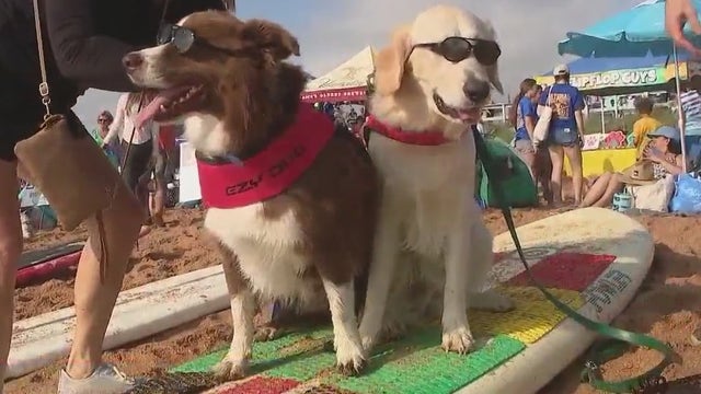 Dog surfing competition draws crowds at Flagler Beach event