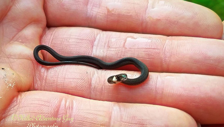 Baby Snake Identification baby-snake-identification