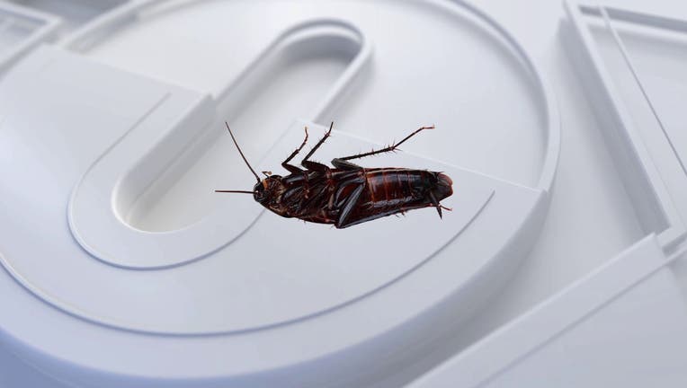 cockroach-file-photo.jpg