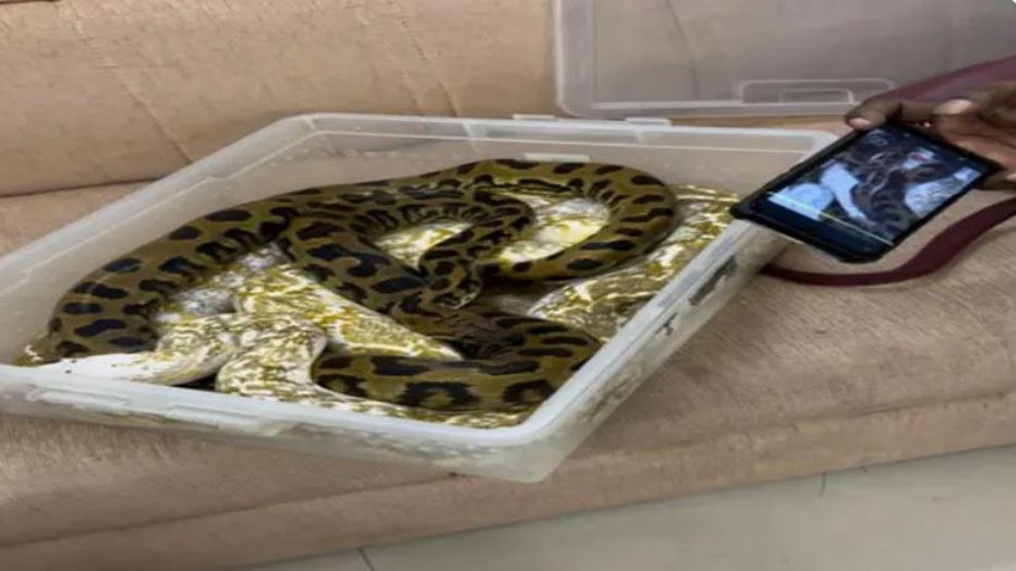 Snakes-found-in-container-at-airport.jpg