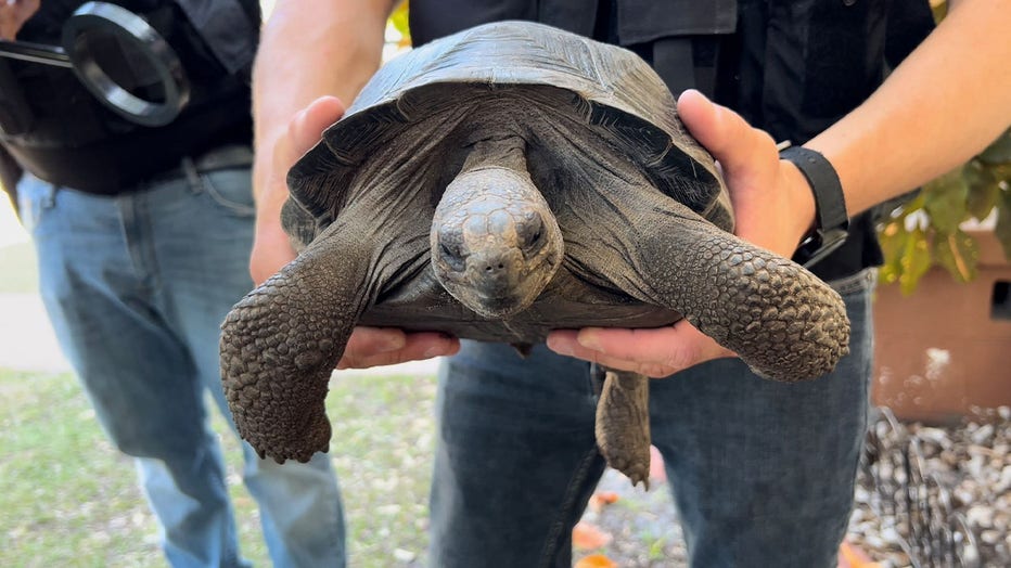stolen-tortoise-found-in-st-pete-home.jpg