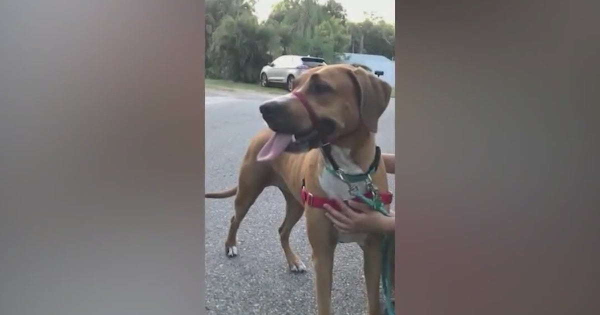 Florida residents terrified of dog after they claim it has attacked ...