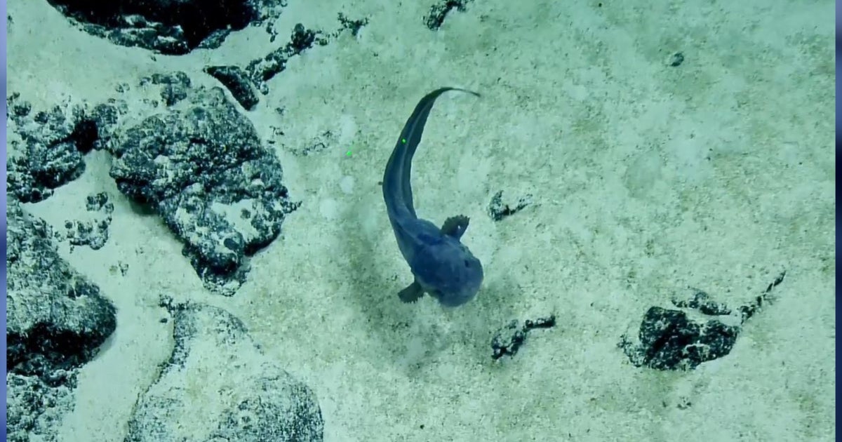 Say Cheese! Fish captured 'smiling' at camera in the deep sea, video ...