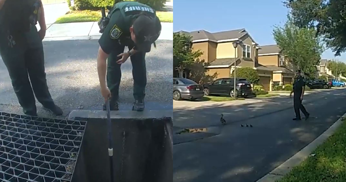 Florida deputies save wandering ducklings trapped in storm drain | FOX ...