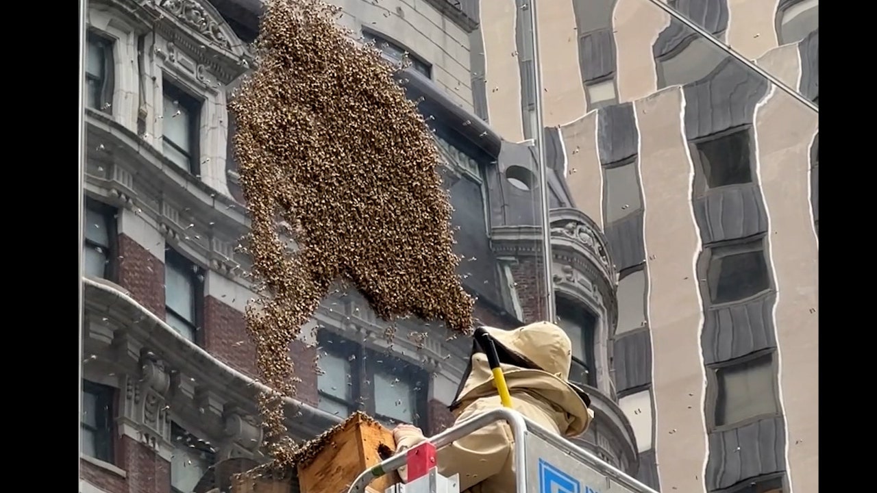Watch: Bees take over Times Square - Vimarsana News