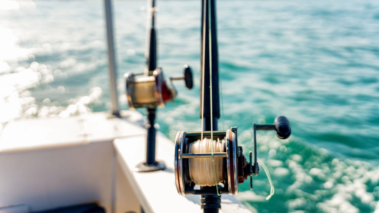 North Carolina blue marlin fishing tournament ends in controversy after 619-pound catch is disqualified - Vimarsana News