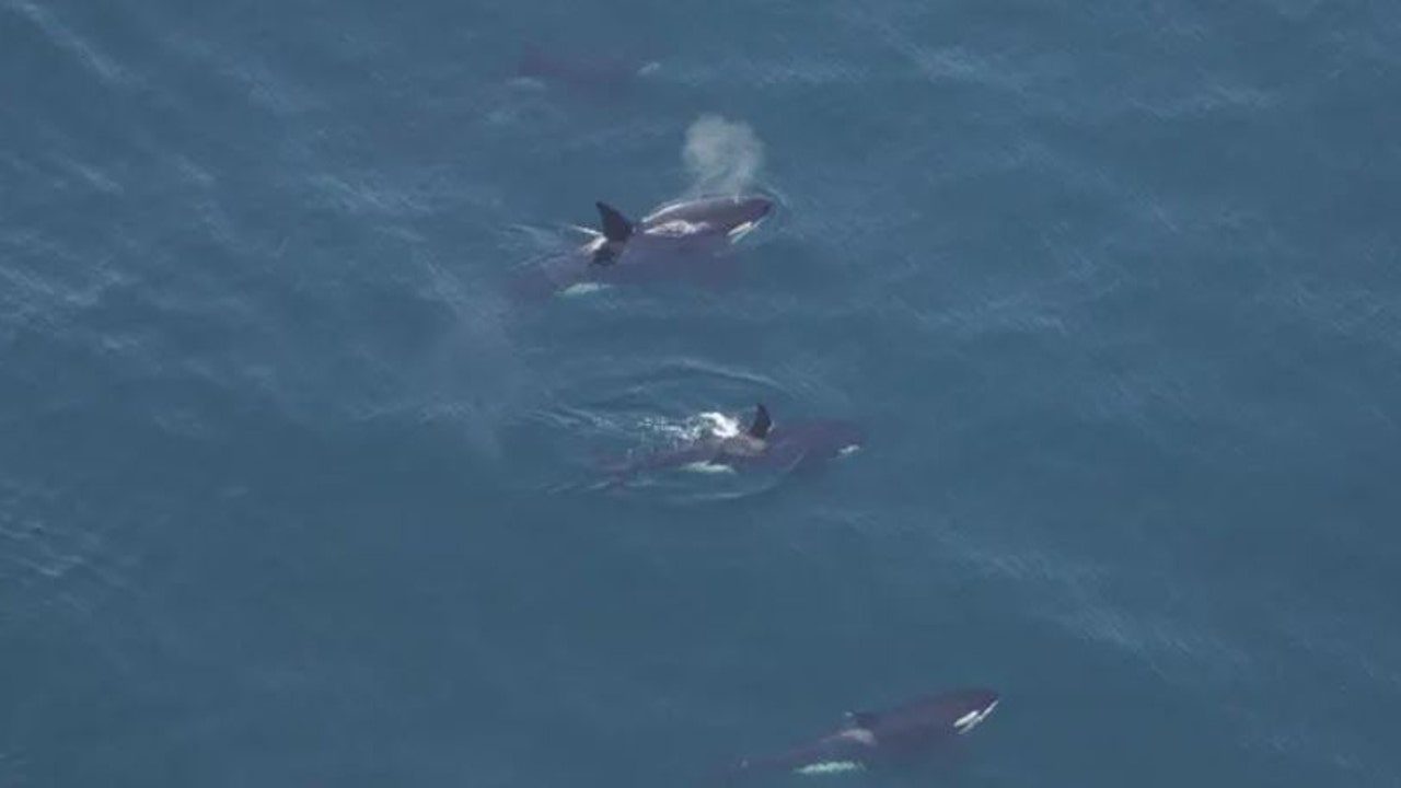 Killer whales spotted swimming off Nantucket in 'unusual' sight in New England waters - Vimarsana News