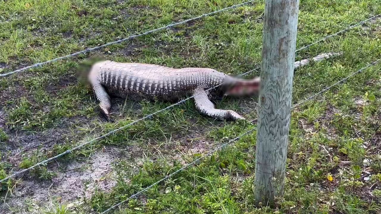 Headless alligator spotted in Florida along Volusia County road