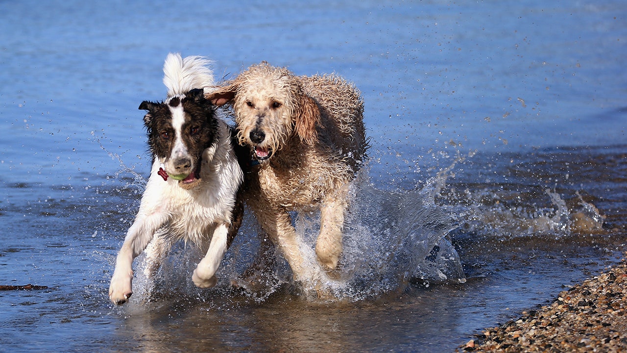 Your dog may have 'better health' outcome if it has a friend, study finds - Vimarsana News