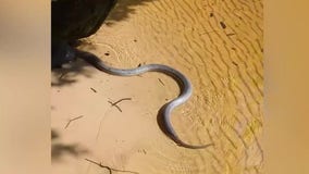 Man captures video of 'beautiful' rainbow snake in Florida