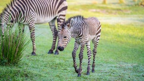 Walt Disney World welcomes two zebra foals into the herd