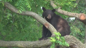 Florida bill would make it legal to kill bears on your property in self-defense