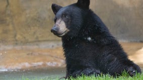 WATCH: Wild video shows black bear going for a dip at a busy Florida beach