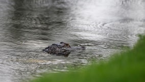 Florida alligator appears to pose in hilarious photo