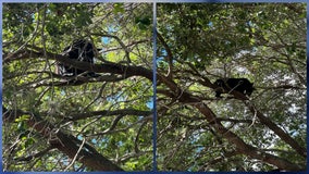 Black bear spotted in tree at Orlando's Lake Eola Park; FWC monitoring