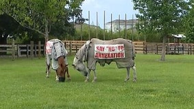 'No to annexation': Winter Garden horse facility fighting against proposed development plans