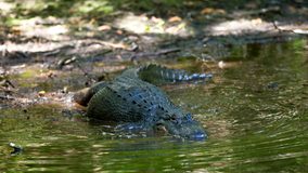 Alligator in Florida creek bites 13-year-old boy who ran out of water 'as fast as I could'