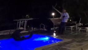 Massive crocodile puts up epic fight while being pulled from Florida swimming pool